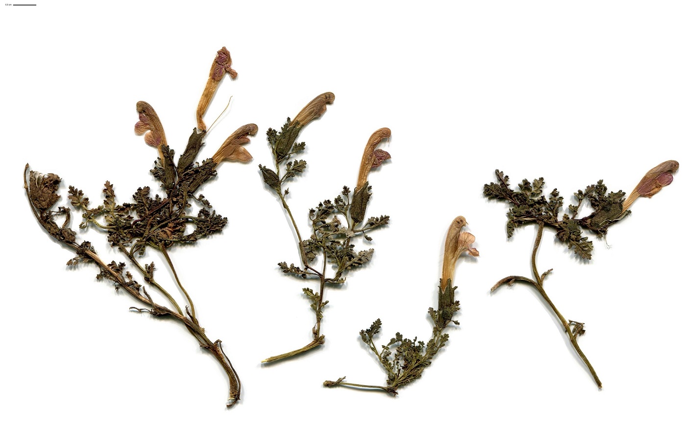 Pedicularis sylvatica subsp. sylvatica (Orobanchaceae)